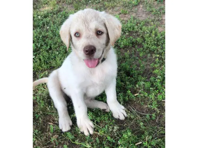 3 Yellow Lab Puppies Available - 6/10