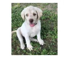 3 Yellow Lab Puppies Available - 6