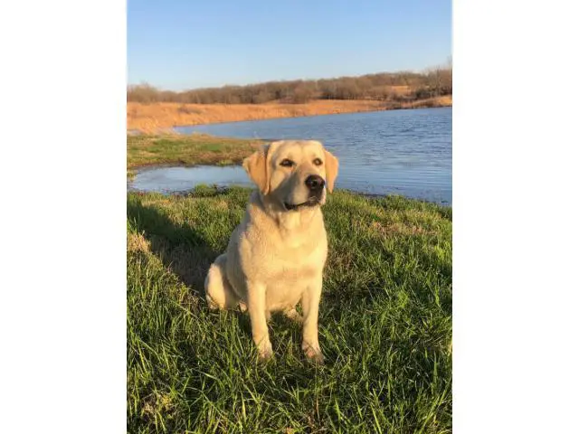 3 Yellow Lab Puppies Available - 8/10