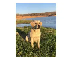 3 Yellow Lab Puppies Available - 8