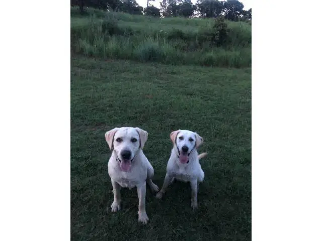 3 Yellow Lab Puppies Available - 10/10