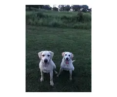 3 Yellow Lab Puppies Available - 10