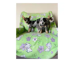 Australian cattle dog puppies looking for a great home