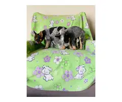 Australian cattle dog puppies looking for a great home - 2