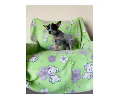 Australian cattle dog puppies looking for a great home - 3
