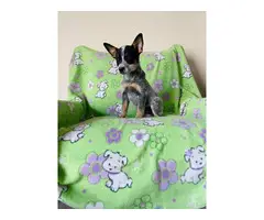 Australian cattle dog puppies looking for a great home - 4
