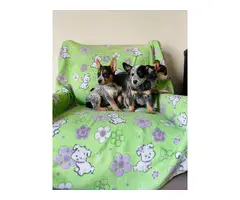 Australian cattle dog puppies looking for a great home - 5