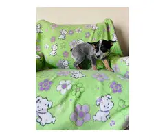 Australian cattle dog puppies looking for a great home - 6