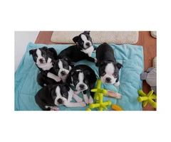 Gorgeous Boston terrier puppies males and females