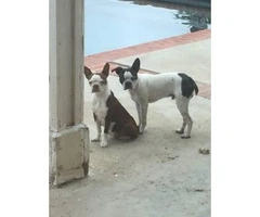 Gorgeous Boston terrier puppies males and females - 2