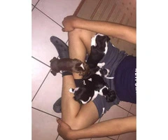 Gorgeous Boston terrier puppies males and females - 3
