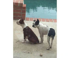 Gorgeous Boston terrier puppies males and females - 4