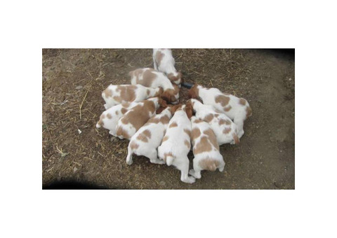 12 Brittany puppies to rehome