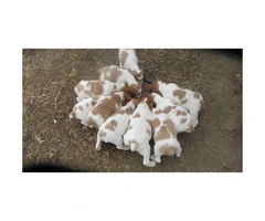 12 Brittany puppies to rehome