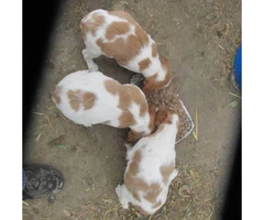12 Brittany puppies to rehome - 3