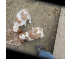 12 Brittany puppies to rehome - 4