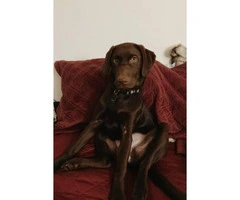 Chocolate Labrador Puppy Female almost 5 months old