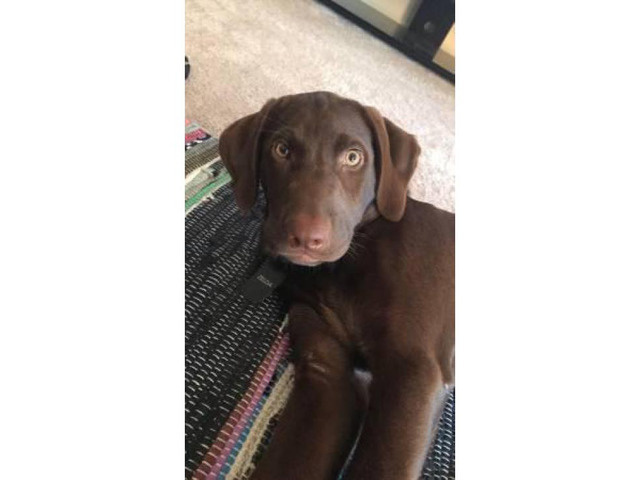 Chocolate Labrador Puppy Female almost 5 months old in Philadelphia