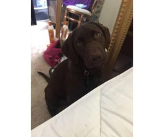 Chocolate Labrador Puppy Female almost 5 months old - 3