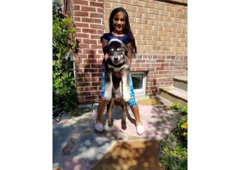 Alaskan Malamute for Sale Male & Female