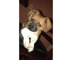 Male POMCHI puppy for Sale