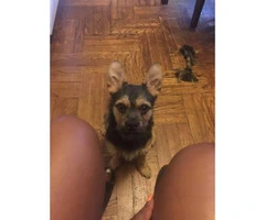 Yorkie Pug mix puppy for $800 - 2
