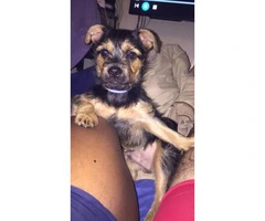 Yorkie Pug mix puppy for $800 - 3