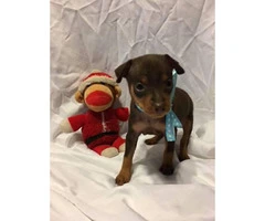 Miniature Pinscher Puppies $400