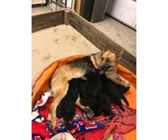 3 female German Shepherd pups Full AKC papers - 3