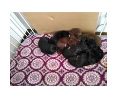 2 more male Full bred lab puppies left