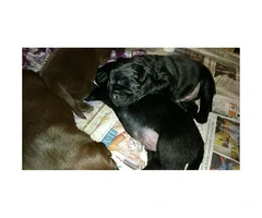 2 more male Full bred lab puppies left - 2