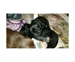 2 more male Full bred lab puppies left - 4