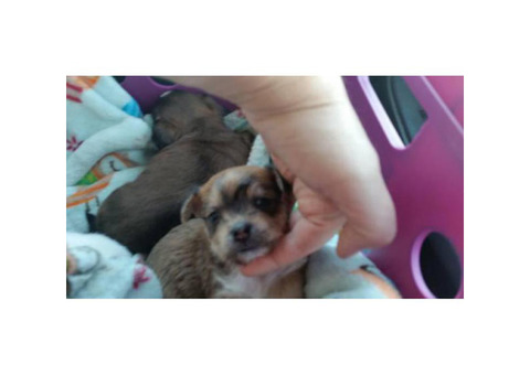 3 Shichi Shih szu chihuahua mix puppies Babies Available