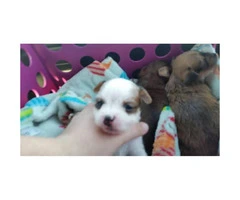 3 Shichi Shih szu chihuahua mix puppies Babies Available