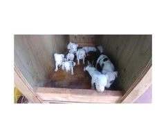 10 White Pitbull Puppies for sale