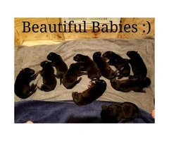 German Shepherd Puppies Born 11/13 - 3