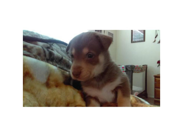 5 beautiful Rottsky puppies for sale in Las Vegas, Nevada Puppies for