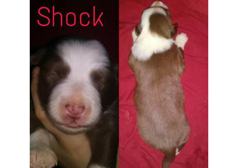 8 border collie aussie mix puppies