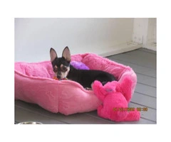 Chihuahua puppy 4 month old female