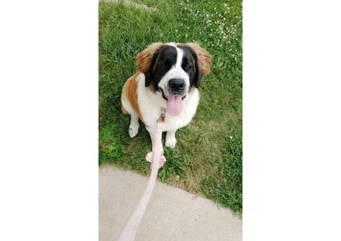 Female saint bernard puppy $600