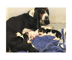 2 females 4 males basset hound puppies - 5