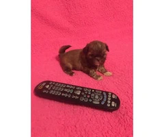 1 girl and 1 boy  Imperial ShihTzu Puppies for sale - 1