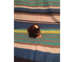 1 girl and 1 boy  Imperial ShihTzu Puppies for sale - 2