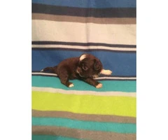 1 girl and 1 boy  Imperial ShihTzu Puppies for sale - 3