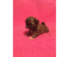 puppies shihtzu imperial boy tampa florida