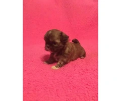 1 girl and 1 boy  Imperial ShihTzu Puppies for sale - 4