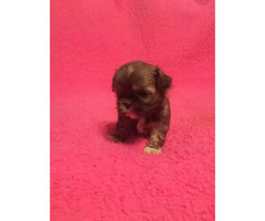 puppies shihtzu imperial boy