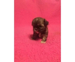 1 girl and 1 boy  Imperial ShihTzu Puppies for sale - 5