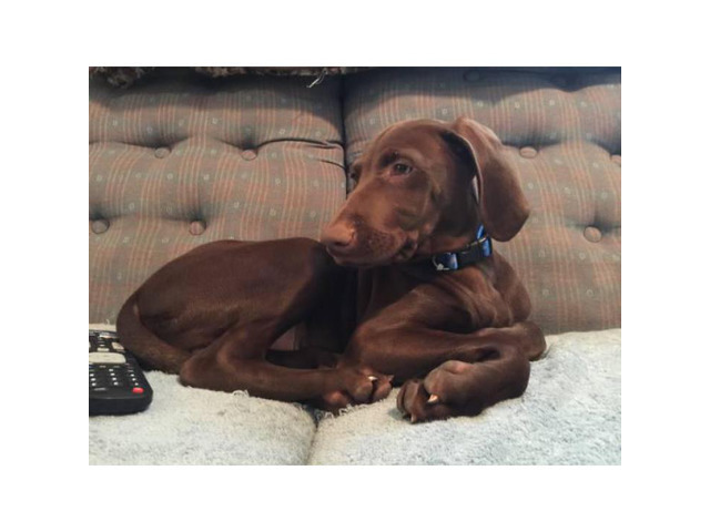 Looking to rehome my Vizsla puppy 12 weeks old in Concord ...