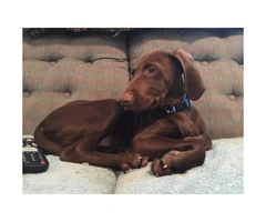 Looking to rehome my Vizsla puppy 12 weeks old
